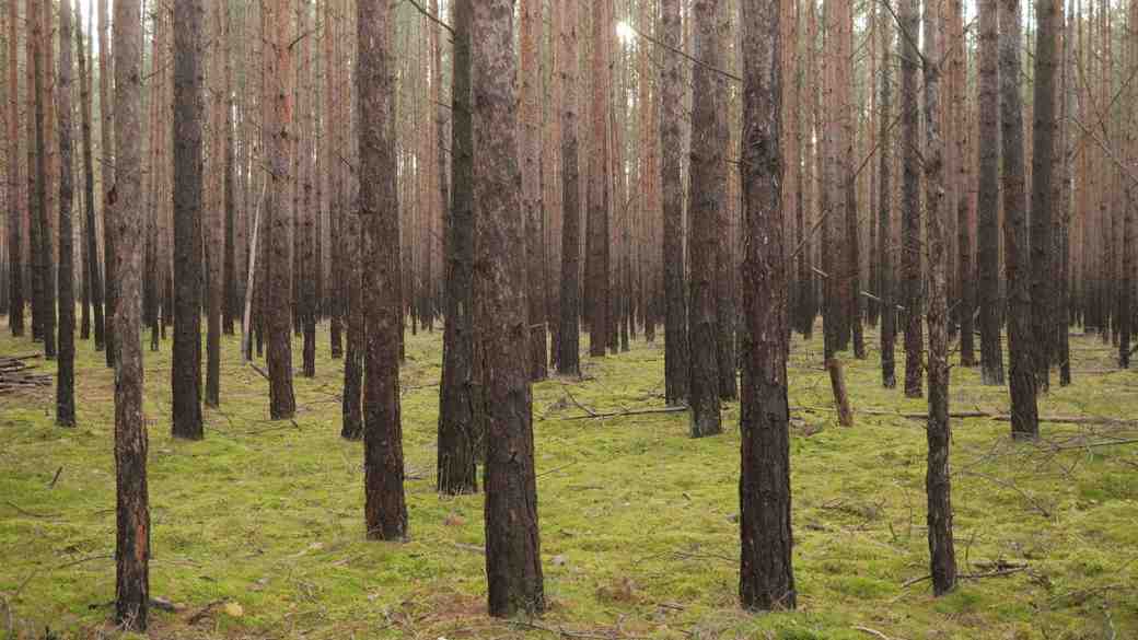 16_dense pine forest.b84ec315