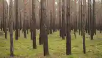 dense pine forest.b84ec315