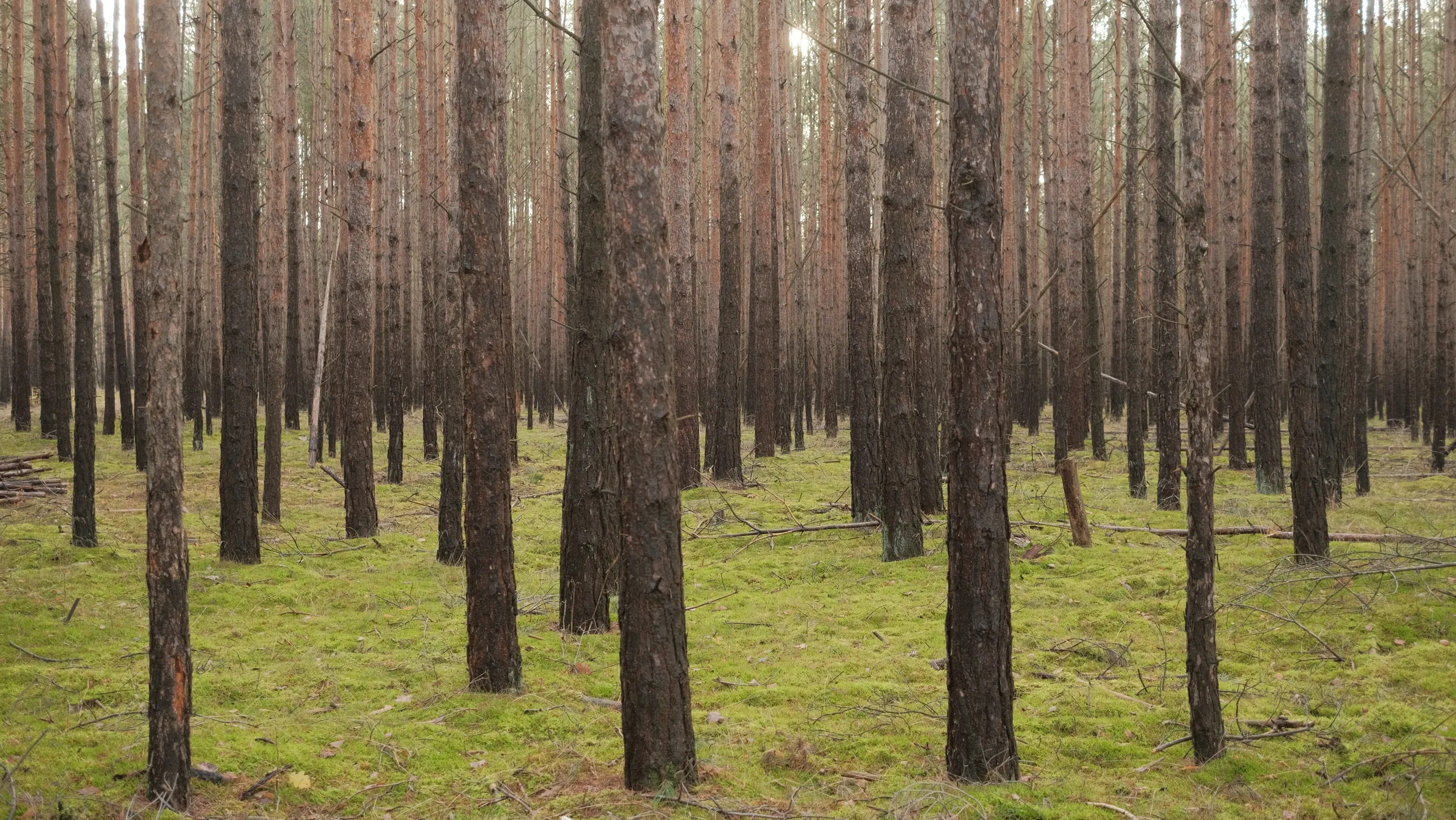 dense pine forest.b84ec315