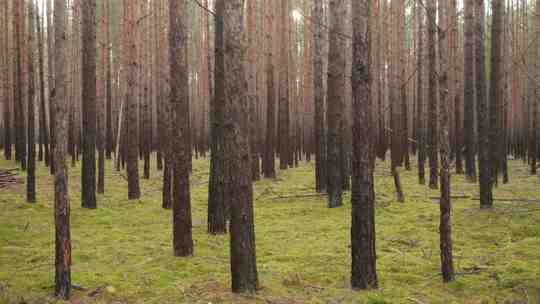 dense pine forest.b84ec315