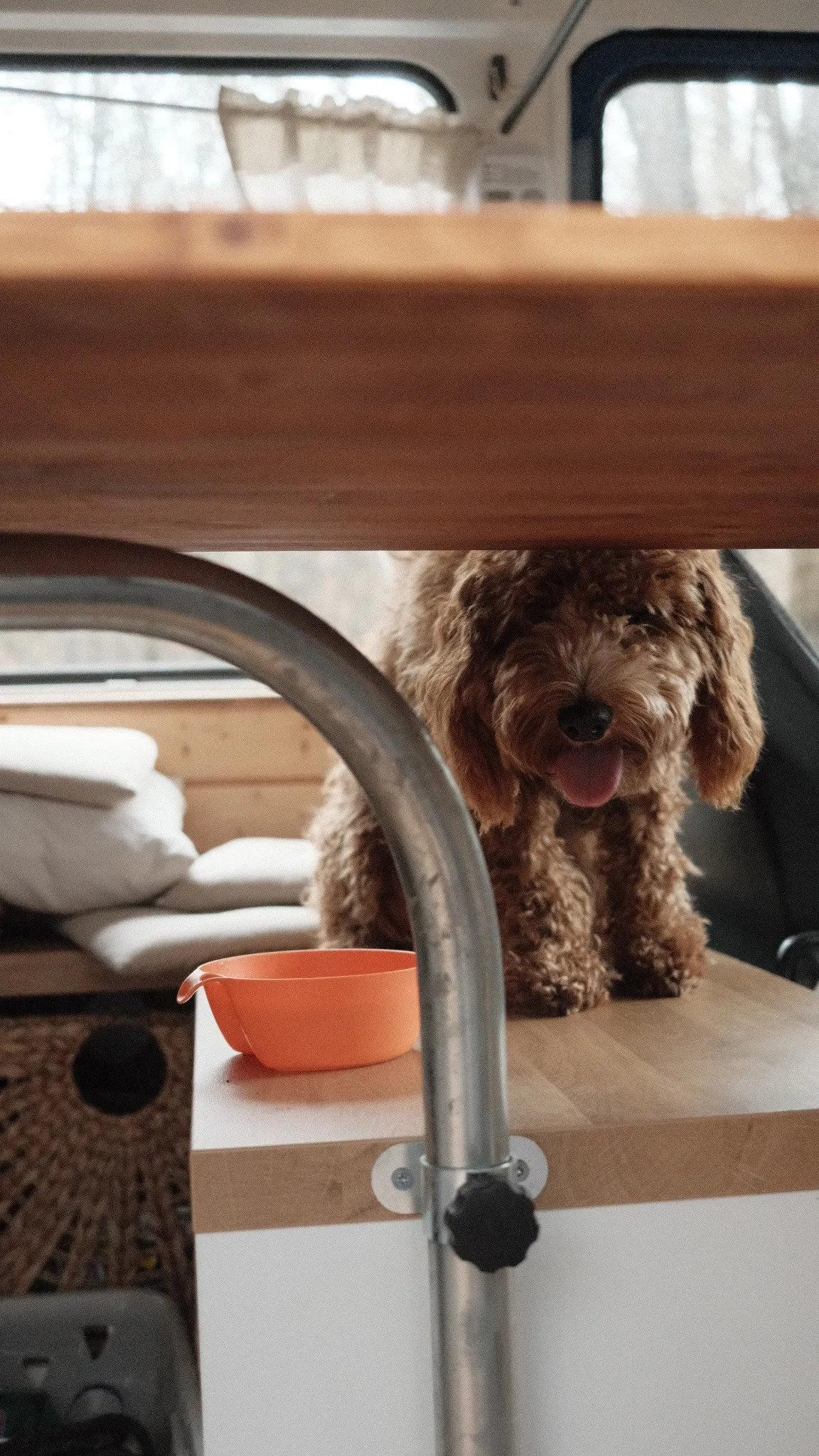 dog peeking under table next to orange bowl.94a8a3f1