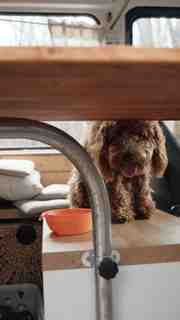 dog peeking under table next to orange bowl.94a8a3f1
