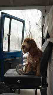 dog sitting in van driver seat.56b7b07f