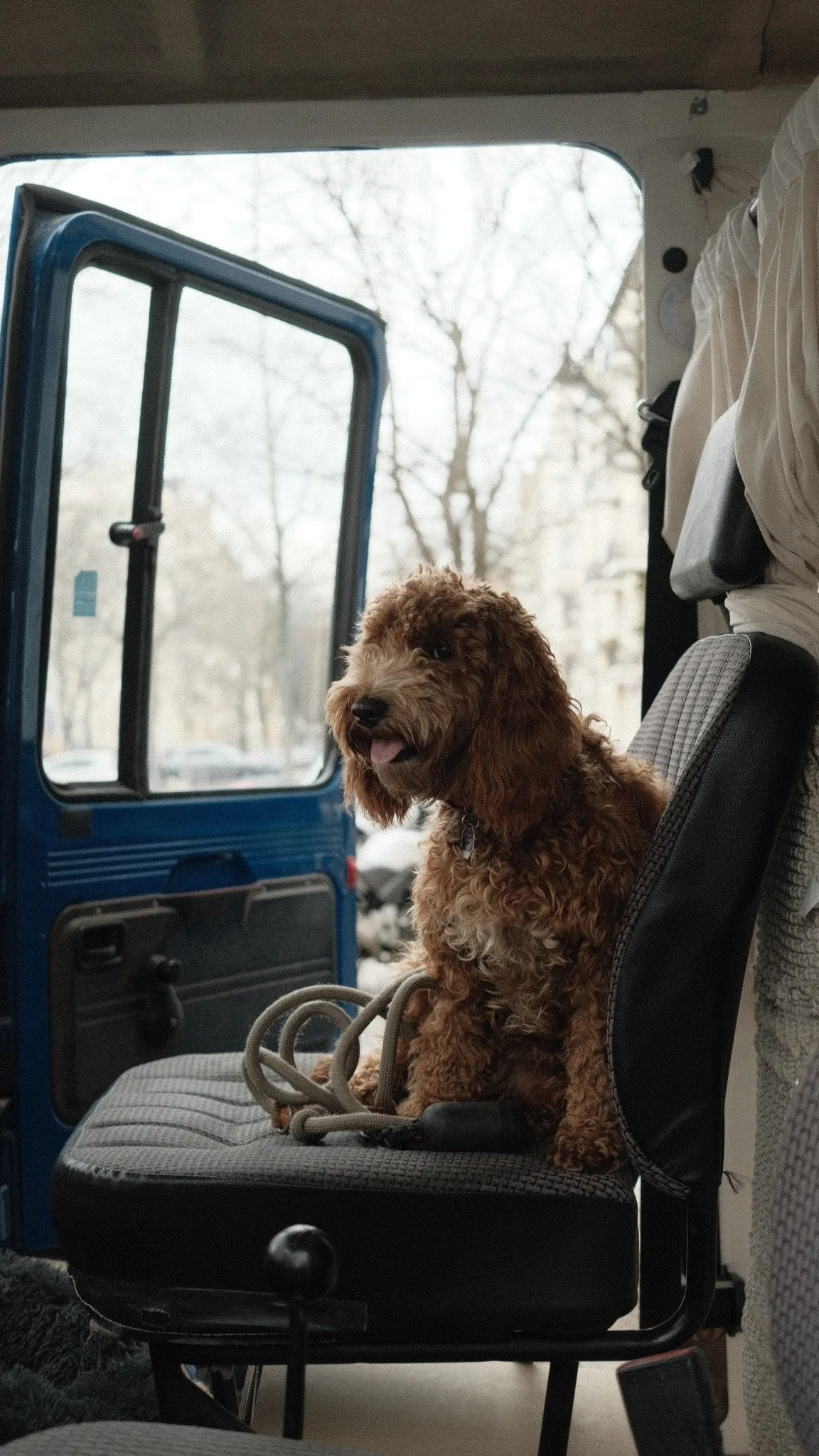 dog sitting in van driver seat.56b7b07f