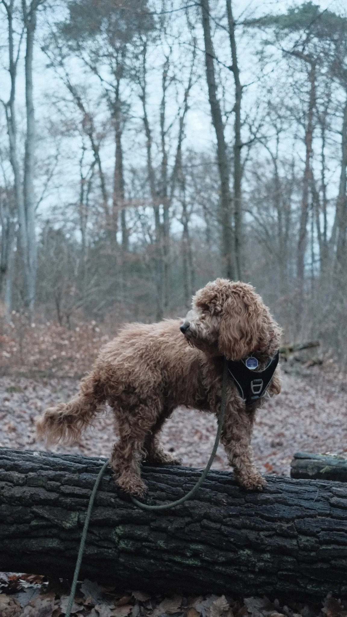 dog standing on fallen log in forest.f68e19d0