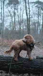 dog standing on fallen log in forest.f68e19d0
