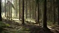 forrest in germany.442ccfea