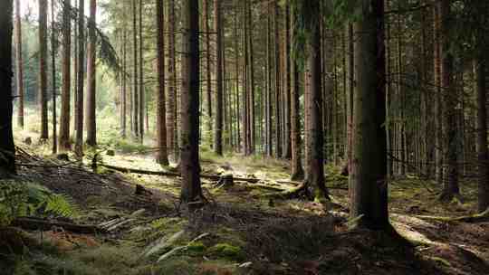 forrest in germany.442ccfea