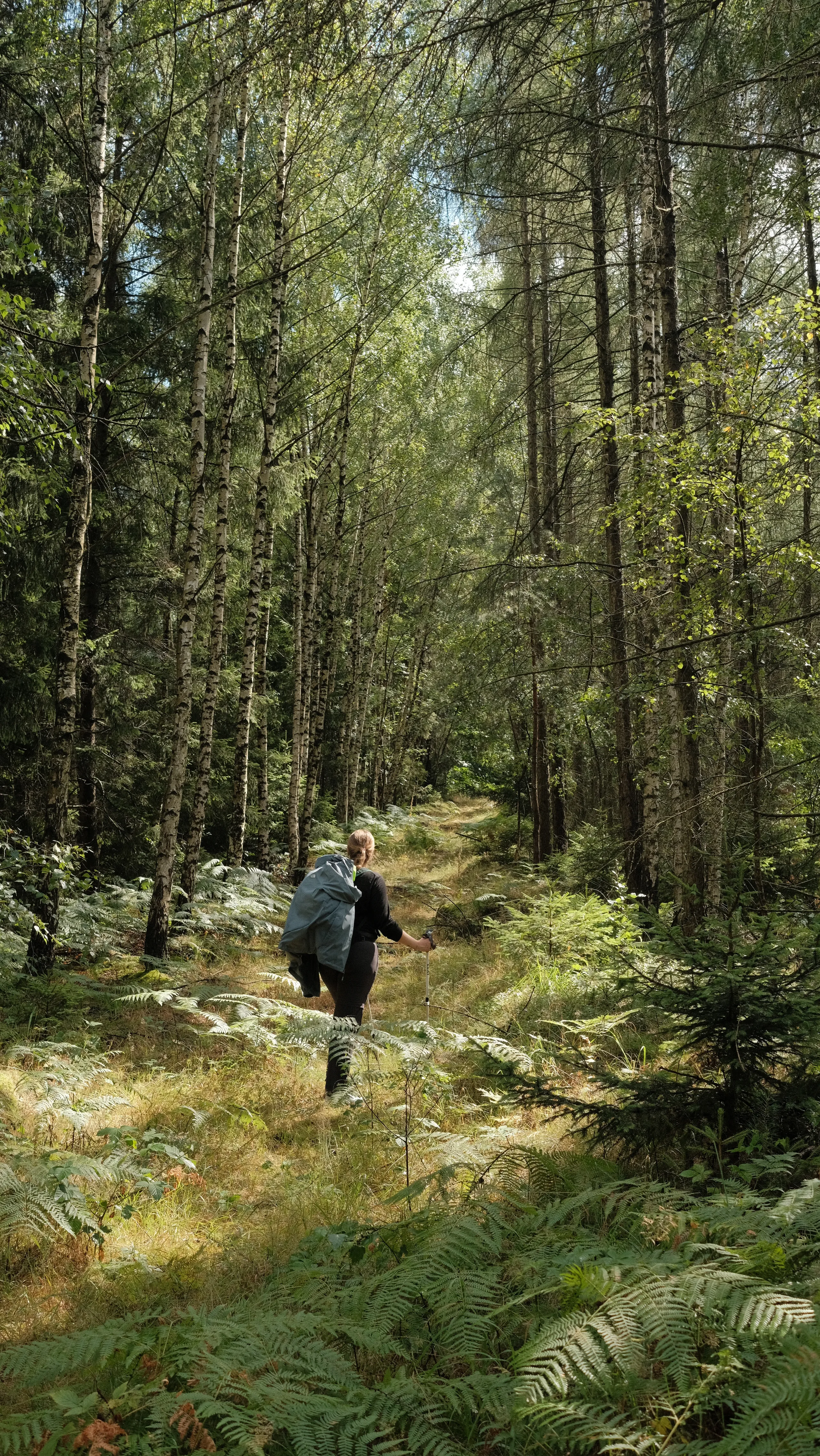 hiking path in germany.f6d01ce6