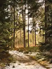hiking path in the snowy forrest.c3c74b04