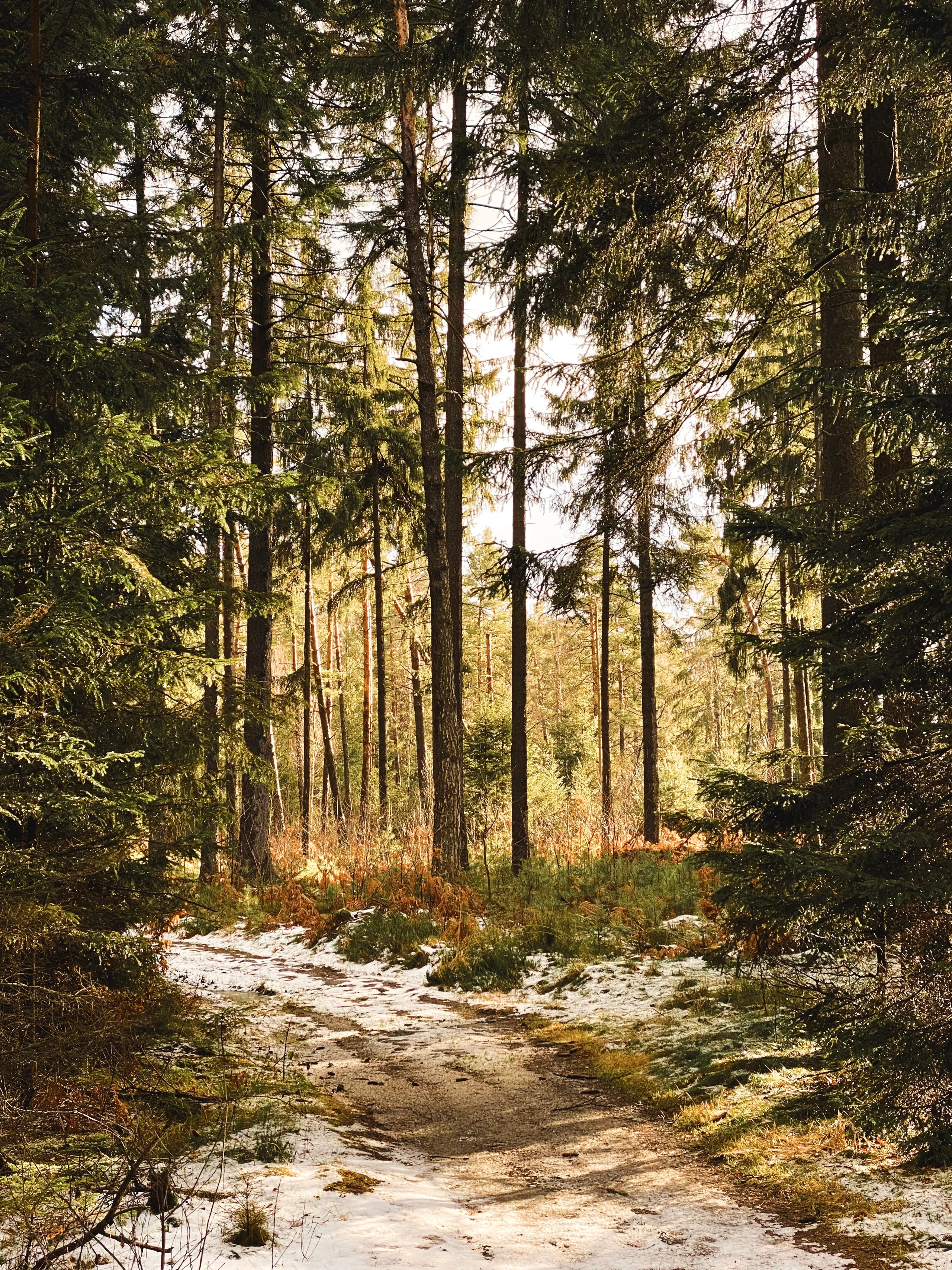hiking path in the snowy forrest.c3c74b04