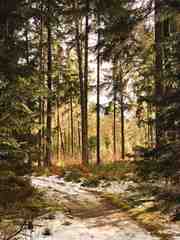hiking path in the snowy forrest.c3c74b04