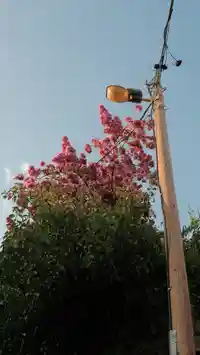 latern post with flowers.7fdff0b5