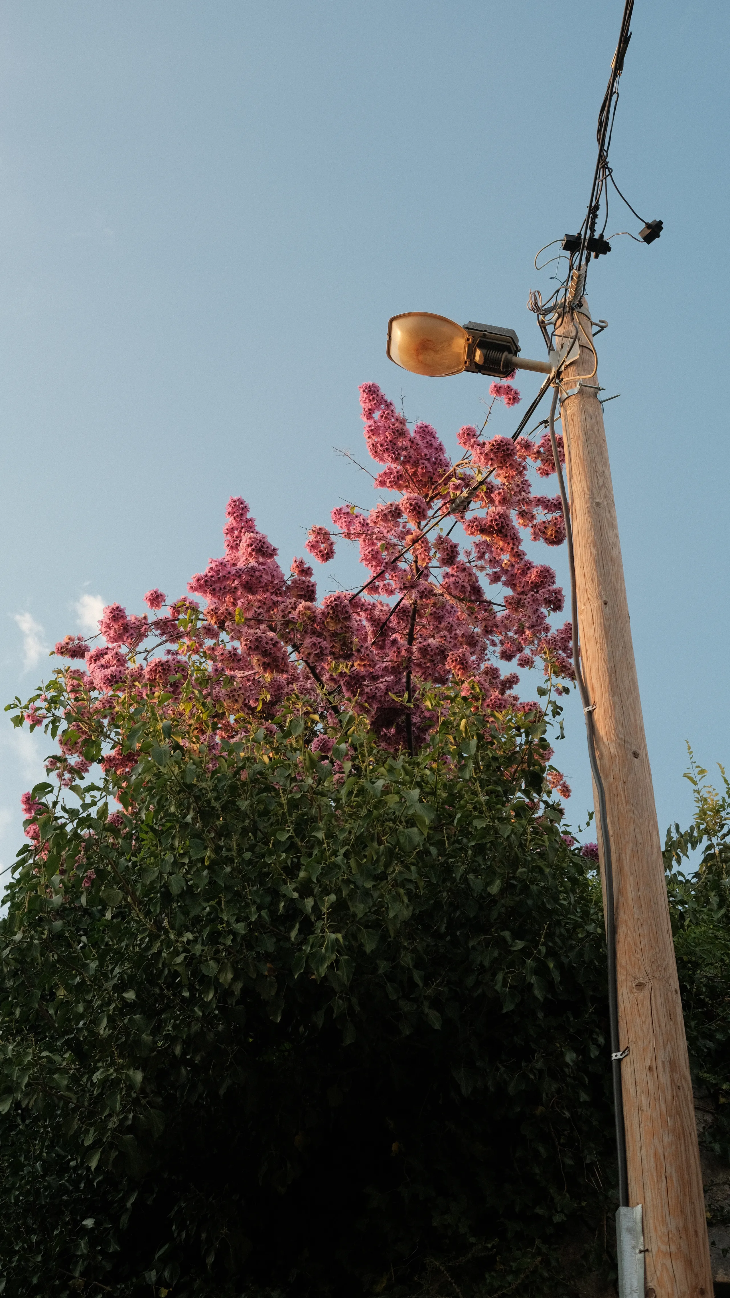 latern post with flowers.7fdff0b5