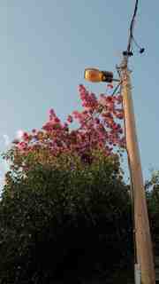 latern post with flowers.7fdff0b5