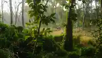 rhinoceros in forest.e5f1874e