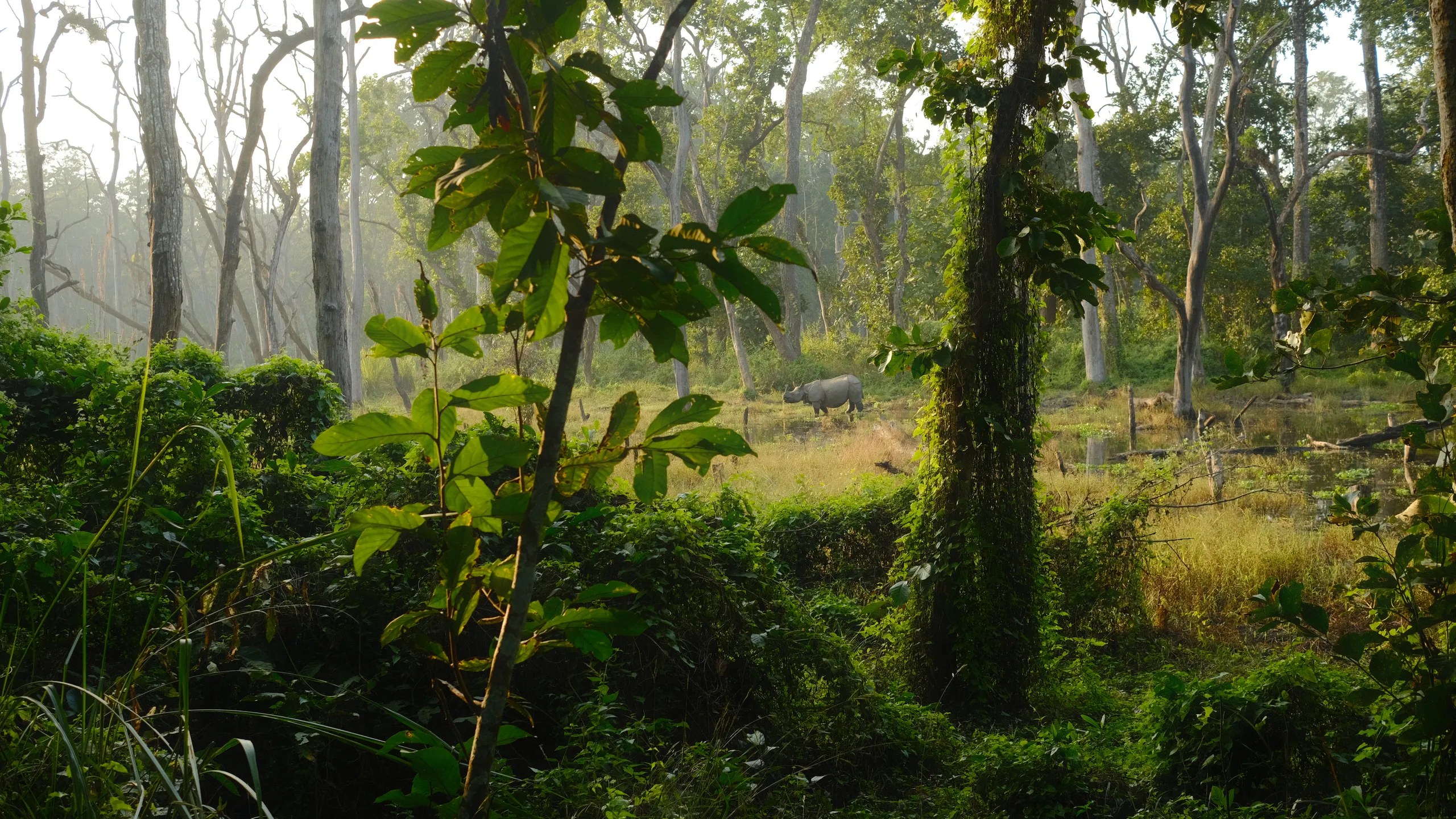 rhinoceros in forest.e5f1874e