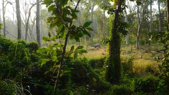 rhinoceros in forest.e5f1874e