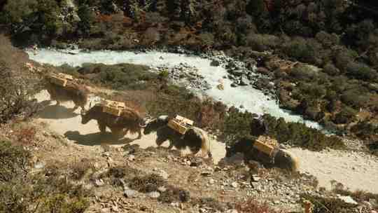 yaks carrying loads near river.31148db3